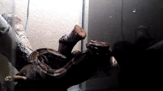 2016.12.11. Boa Constrictor  Imperator - Обыкновенный императорский удав