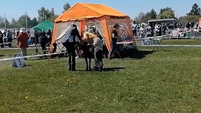 Speciality немецкий дог Псков 13 мая 2023 г. смотреть онлайн