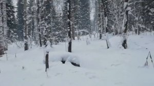 Тофалар 500 и Ураган Волк на прогулке.