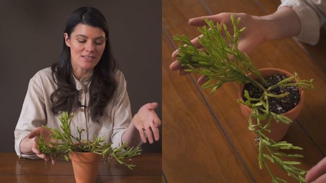 Rhipsalis ewaldiana Houseplant Care—68 of 365 смотреть онлайн