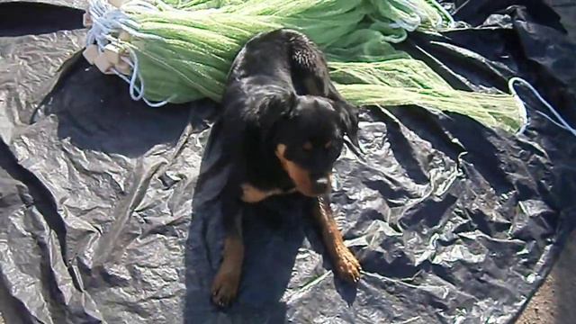 Красивая, маленькая собачка смотреть онлайн