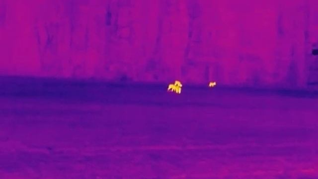 Hikmicro LYNX Pro LH25 смотреть онлайн