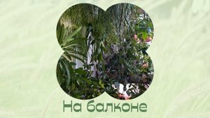 Осенний балкон. Комнатные растения дома.