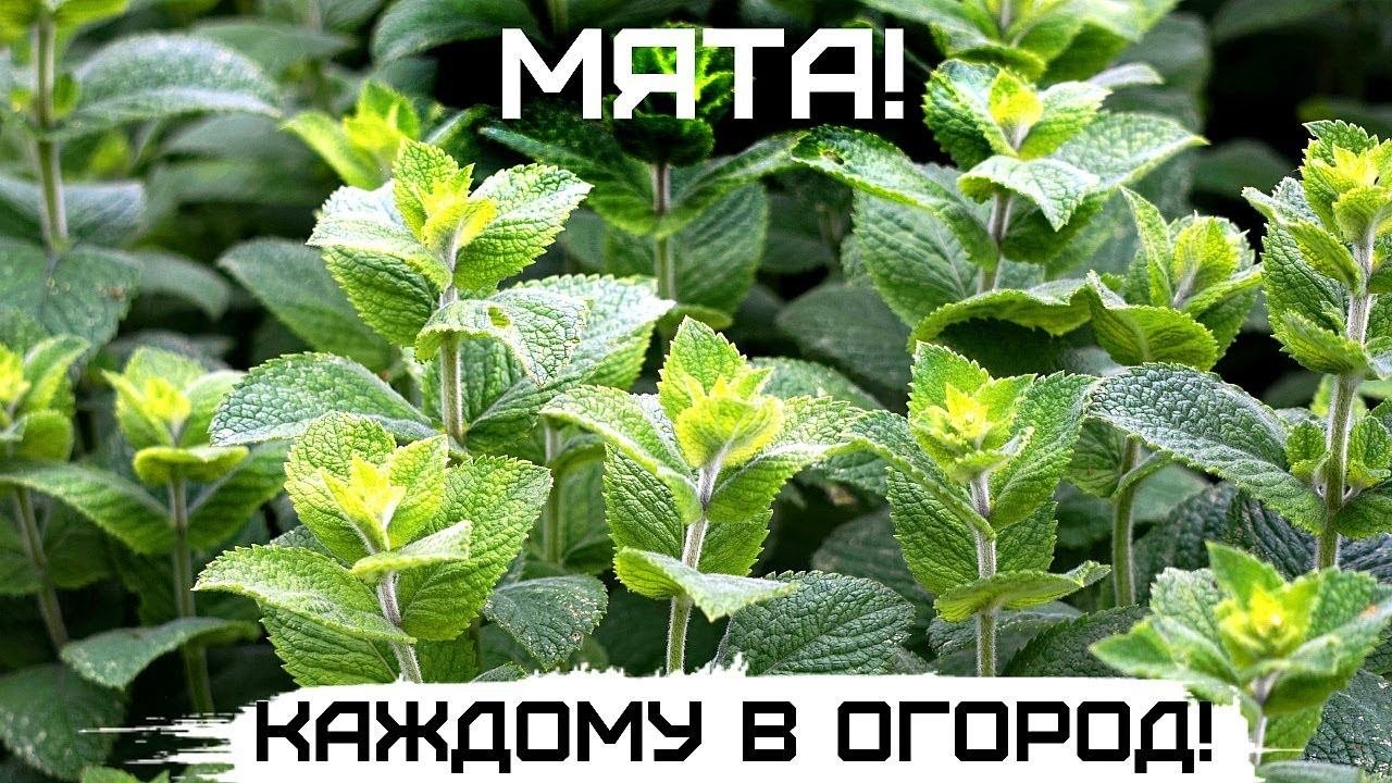 6 причин по которым мята должна расти на вашем огороде!