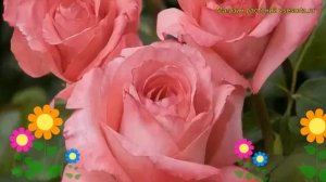 Роза чайно-гибридная Артур Рембо. Краткий обзор, описание характеристик Arthur Rimbaud