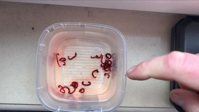 Замороженный мотыль для насадки. Как заморозить? Уроки рыбалки от Юрия Радугина.