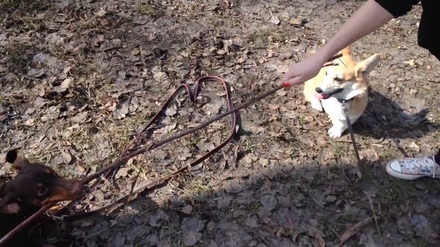 Моя собака без зубов?! / 10 апреля 2016 (58) смотреть онлайн