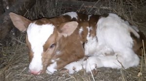 САМОЧУВСТВИЕ КОРОВЫ ПОСЛЕ ОТЁЛА#Сарайчик для телёнка