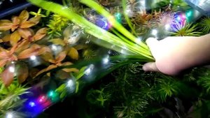 САГИТТАРИЯ ШИРОКОЛИСТНАЯ (Sagittaria platyphylla). РЕДКОЕ АКВАРИУМНОЕ РАСТЕНИЕ.