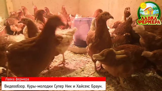 Видеообзор. Куры-молодки "Лавка фермера".