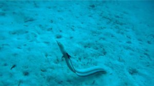 eel Угорь — плодовитая рыба