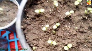 выращивание киви из семян