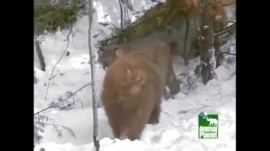 Медведь и рысь