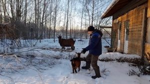 Размножение коз. Козья ферма с нуля.