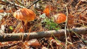 МАСЛЯТА! Грибные поляны в ленточном бору