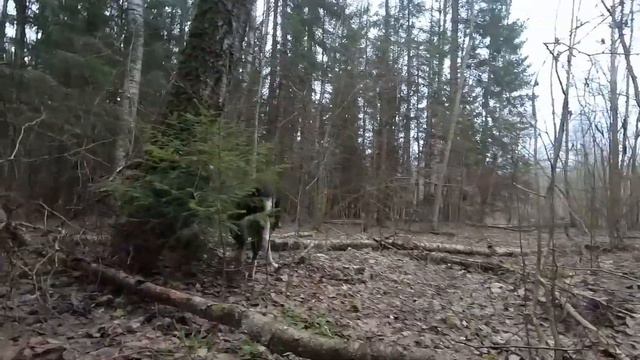 охота с лайками как есть