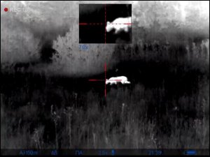 Рысь 2 Пришла на манок раненный заяц / Lynx