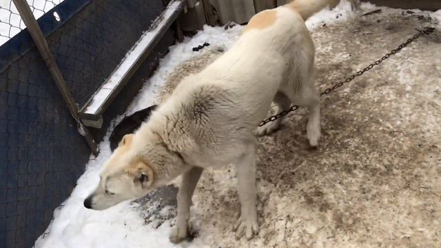 Алабай 6 месяцев девочка смотреть онлайн
