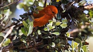 Beautiful Birds: 10 Captivating Orange colored Birds