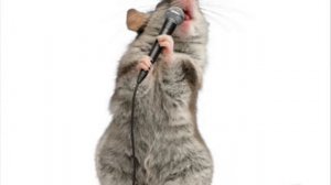 Крысиная песня