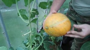 Дыни "Роксолана F1" 2018г.