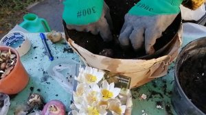 Посадка в горшок гиацинта, нарциссов, крокусов, тюльпанов осенью для цветения весной на балконе.
