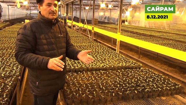 Основные нюансы выращивания рассады огурца на зимне-весенний оборот. Первая часть. смотреть онлайн