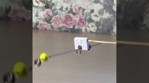 Кивок " Сани с Кубани" Балансирный.