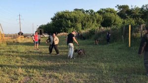 Немецкие Боксеры Тайсон и Сири защита хозяина