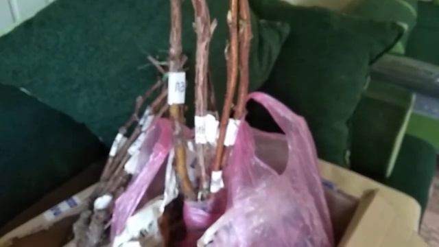 Посылка саженцев винограда, малины, клубники из Крыма. Производитель саженцев Авина Л.В.