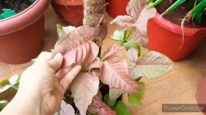 Best Indoor plant||ornamental plant||pink syngonium