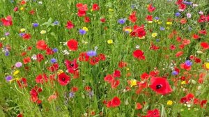 Полевые Цветы в огороде или на даче.