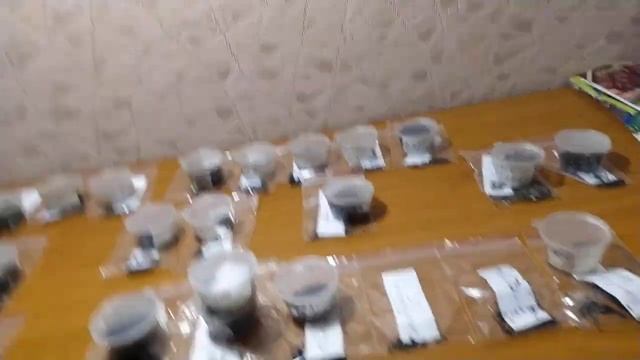 колекция чернушки лука шалот