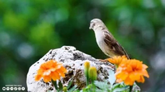 лечебная музыка для сердца и сосудов - Нежная музыка, успокаивает нервную систему и радует душу #6 смотреть онлайн