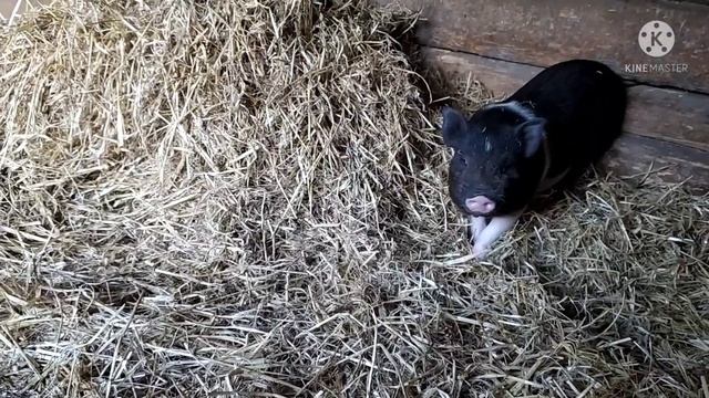 Обрезка копыт у коз и весенние хлопоты смотреть онлайн