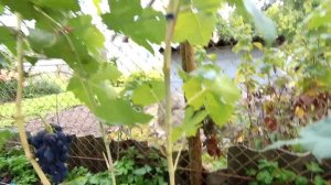 ??Сигналки приятно удивили. Виноград Надежда ранняя.