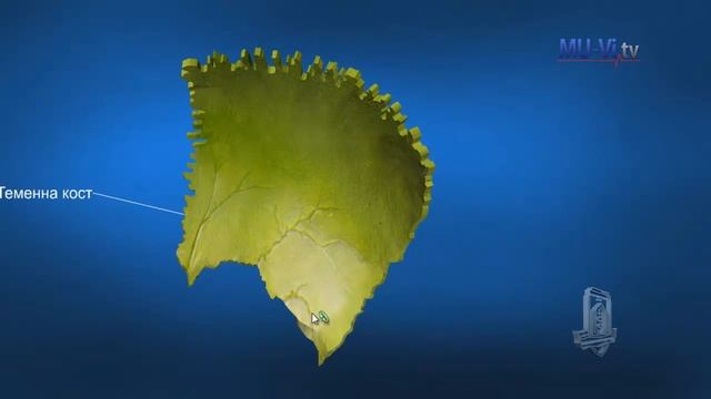 3D Обучение по анатомия – Кости на черепа смотреть онлайн