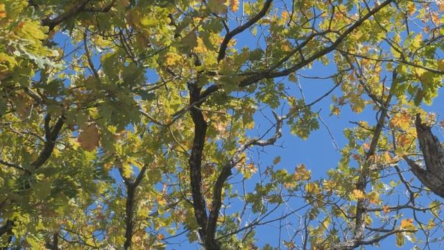Солнечная осень, шум ветра и шелест листвы. Звуки природы для расслабления, сна и медитации смотреть онлайн