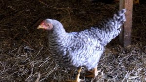 Выгодно или нет держать птицу на участке? Как содержать и как кормить?