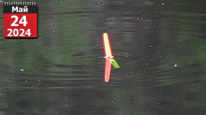 Любимая рыбалка на поплавок , деревня , пруд . Рыбалка на поплавок , ловлю карася