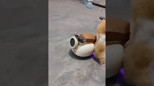 Хомяк катается на Скутере. (Hamster riding a scooter).