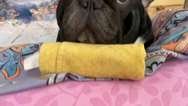 Французский бульдог Бумер. Сладкий сон французской булки смотреть онлайн