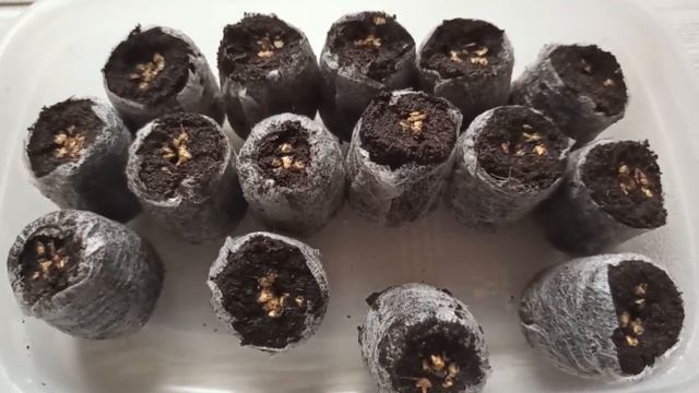 Береза из семян смотреть онлайн