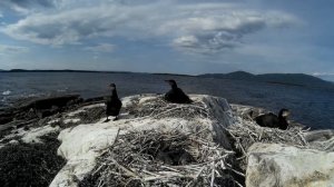 Большие бакланы. Заповедный остров в Белом море.