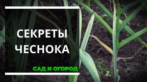 Мой чеснок больше никогда не желтеет — и ваш не будет  Делюсь секретами грамотного выращивания
