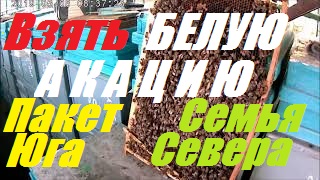 Взять 50 кг мёда Белой Акации.Какой силы,когда купить пакет пчёл.Ускоренное развитие пчелосемей.