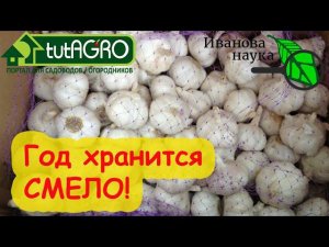 ЧЕСНОК ХРАНИТСЯ ГОД и КАК ТОЛЬКО ЧТО С ГРЯДКИ! Просто воспользуйтесь этим способом хранения чеснока.