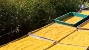 Сафлор медонос в засушливых регионах