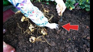 Такой способ посадки лилий признан лучшим среди цветоводов!  Как и когда сажать лилии осенью?