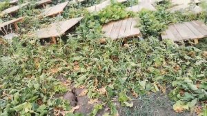 Первый месяц в поле | Helix Aspersa Muller | Разведение улиток | Бизнес идеи 2019, 2020 |